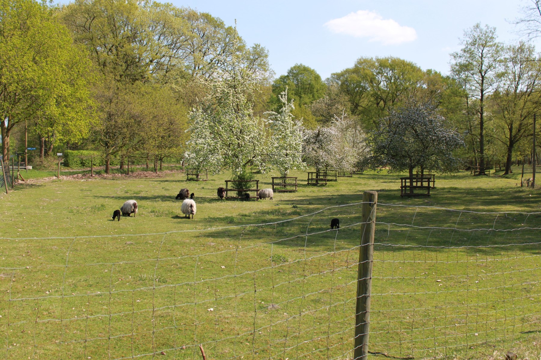 Weilanden en bomen aan de Nederrijn